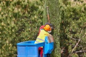 gardener pruning a cypress on a crane seasonal tr 2021 08 28 14 13 27 utc