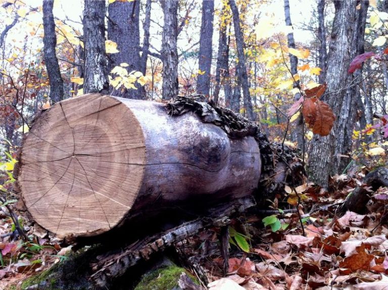 large log on forest floor 2022 11 15 20 27 00 utc