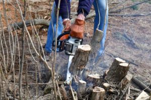 male using a chainsaw to cut bush tree stumps down 2022 11 14 03 48 35 utc