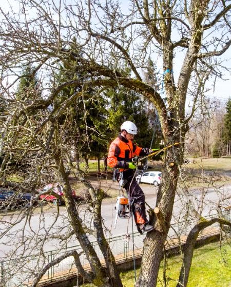 lumberjack with saw and harness pruning a tree 2021 08 26 12 07 26 utc